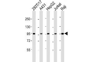 All lanes : Anti-SLC22A2 Antibody (N-term) at 1:2000 dilution Lane 1: 293T/17 whole cell lysate Lane 2: A431 whole cell lysate Lane 3: HepG2 whole cell lysate Lane 4: Jurkat whole cell lysate Lane 5: Raji whole cell lysate Lysates/proteins at 20 μg per lane. (SLC22A2 anticorps  (N-Term))