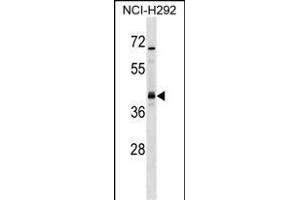 UTF1 Antibody (Center) (ABIN1537712 and ABIN2848692) western blot analysis in NCI- cell line lysates (35 μg/lane). (UTF1 anticorps  (AA 101-129))