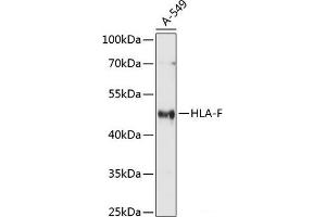 Western blot analysis of extracts of A-549 cells using HLA-F Polyclonal Antibody at dilution of 1:1000. (HLA-F anticorps)