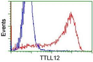 Image no. 4 for anti-Tubulin tyrosine Ligase-Like Family, Member 12 (TTLL12) antibody (ABIN1499030) (TTLL12 anticorps)