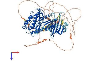 AlphaFold protein structure predicition of Human Recombinant CAMK2B Protein, UniprotID Q13554