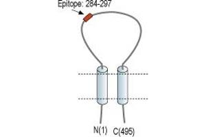 anti-Amiloride-Sensitive Cation Channel 5, Intestinal (ACCN5) (AA 284-297), (Extracellular Loop) antibody