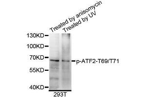 Western blot analysis of extracts of 293T cells, using Phospho-ATF2-T69/T71 antibody (ABIN5995600) at 1/1000 dilution. (ATF2 anticorps  (pThr69, pThr71))