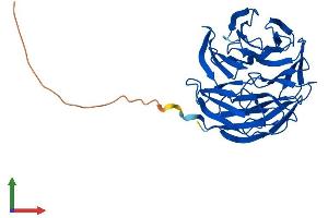 AlphaFold protein structure predicition of Human Recombinant WDR5B Protein, UniprotID Q86VZ2