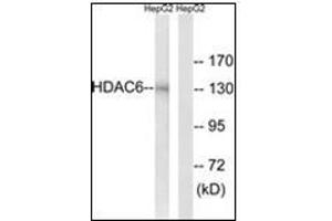 Western blot analysis of extracts from HepG2 cells, using HDAC6 Antibody. (HDAC6 anticorps  (N-Term))