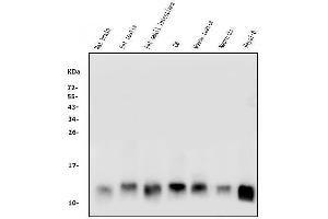 Western blot analysis of LSM2 using anti-LSM2 antibody (ABIN7602832).