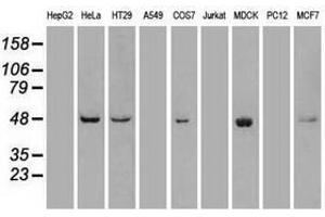 Image no. 3 for anti-Polo-Like Kinase 1 (PLK1) antibody (ABIN1500279) (PLK1 anticorps)
