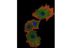 Immunofluorescence (IF) image for anti-SMAD Family Member 9 (SMAD9) antibody (ABIN2998334)