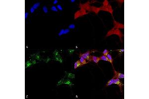 Immunocytochemistry/Immunofluorescence analysis using Mouse Anti-GABA-A Receptor Beta 3 Monoclonal Antibody, Clone N87/25 (ABIN2483481).