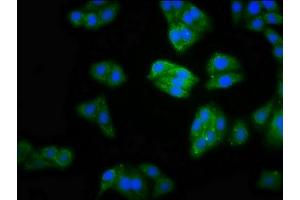 Immunofluorescence staining of HepG2 cells with ABIN7160141 at 1:100, counter-stained with DAPI. (MOCS2 anticorps  (AA 1-88))