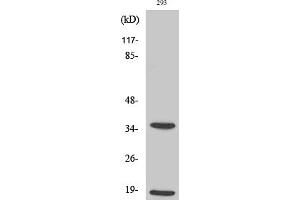 Western Blotting (WB) image for anti-Caspase 6 p18 (Cleaved-Asp179) antibody (ABIN5955977) (Caspase 6 p18 (Cleaved-Asp179) anticorps)