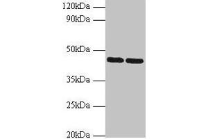 Western blot All lanes: SHBG antibody at 2 μg/mL Lane 1: Hela whole cell lysate Lane 2: NIH/3T3 whole cell lysate Secondary Goat polyclonal to rabbit IgG at 1/10000 dilution Predicted band size: 44, 32, 33, 42 kDa Observed band size: 44 kDa (SHBG anticorps  (AA 30-402))