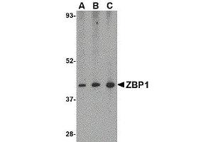 Western Blotting (WB) image for anti-Z-DNA Binding Protein 1 (ZBP1) (C-Term) antibody (ABIN2473228) (ZBP1 anticorps  (C-Term))