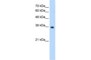 Western Blotting (WB) image for anti-Mortality Factor 4 Like 2 (MORF4L2) antibody (ABIN2460790) (MORF4L2 anticorps)