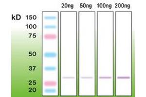 Image no. 1 for anti-C1q and Tumor Necrosis Factor Related Protein 5 (C1QTNF5) (N-Term) antibody (ABIN6756692)