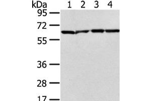 Western Blot analysis of Jurkat, hela, K562 and 231 cell using ATIC Polyclonal Antibody at dilution of 1/300 (ATIC anticorps)