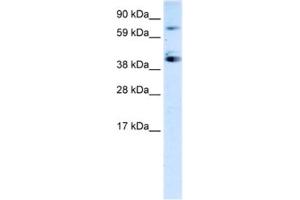 Western Blotting (WB) image for anti-Sp7 Transcription Factor (SP7) antibody (ABIN2460255) (SP7 anticorps)