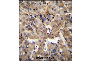 Immunohistochemistry analysis in Formalin Fixed, Paraffin Embedded Human liver tissue stained with SGPL1 Antibody (N-term) followed by peroxidase conjugation of the secondary antibody and DAB staining.