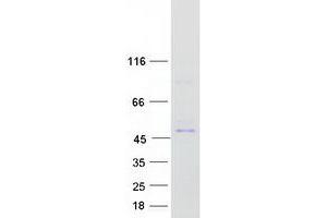 Validation with Western Blot