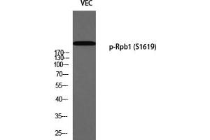 Western Blotting (WB) image for anti-RNA Polymerase II Subunit RPB1 (POLR2A) (pSer1619) antibody (ABIN5959398) (POLR2A/RPB1 anticorps  (pSer1619))