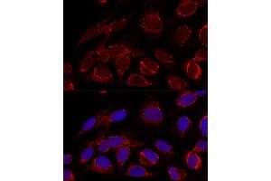 Confocal immunofluorescence analysis of U2OS cells using [KO Validated] HADHA Polyclonal Antibody (ABIN6131742, ABIN6141586, ABIN6141588 and ABIN7101770) at dilution of 1:100.