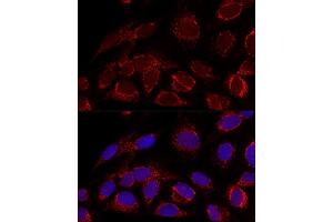Confocal immunofluorescence analysis of U2OS cells using [KO Validated] HADHA Polyclonal Antibody (ABIN6131742, ABIN6141586, ABIN6141588 and ABIN7101770) at dilution of 1:100. (HADHA anticorps  (AA 484-763))