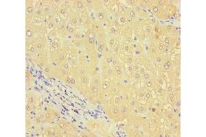 Immunohistochemistry of paraffin-embedded human liver tissue using ABIN7168655 at dilution of 1:100 (SEC14L4 anticorps  (AA 201-360))