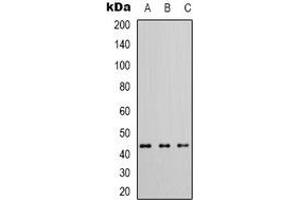 Western blot analysis of CADM3 expression in KNRK (A), NIH3T3 (B), mouse brain (C) whole cell lysates. (CADM3 anticorps)