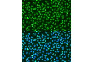 Immunofluorescence analysis of U2OS cells using Histone H2AX Rabbit pAb (ABIN7267725) at dilution of 100 (40x lens). (Histone H2A anticorps  (C-Term))