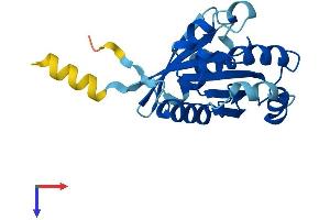 AlphaFold protein structure predicition of Mouse Recombinant Arfrp1 Protein, UniprotID Q8BXL7