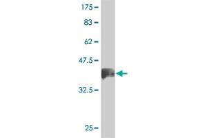 Western Blot detection against Immunogen (36. (IFI16 anticorps  (AA 630-729))