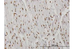 Image no. 1 for anti-TATA Box Binding Protein Associated Factor 11 (TAF11) (AA 158-211) antibody (ABIN598956) (TAF11 anticorps  (AA 158-211))