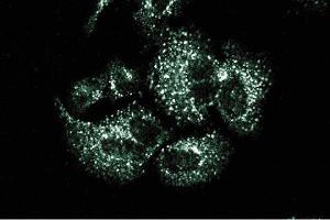 Immunofluorescence staining of HeLa cells. (Sorting Nexin 1 anticorps  (AA 1-108))
