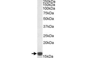 S100A9 polyclonal antibody  (0. (S100A9 anticorps)