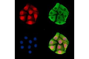 ABIN7095830 and ABIN7099892 staining Hela cells by IF/ICC. (PWWP2A anticorps)