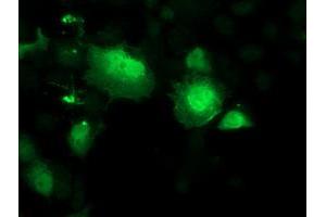 Anti-SMS mouse monoclonal antibody (ABIN2454716) immunofluorescent staining of COS7 cells transiently transfected by pCMV6-ENTRY SMS (RC200619). (SMS anticorps)