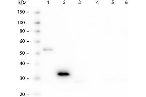 Western Blot of Mouse anti-Human Fc antibody. (Souris anti-Humain IgG (Fc Region) Anticorps)