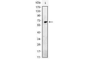 Western Blot showing EGF antibody used against EGF-hIgGFc transfected HEK293 cell lysate. (EGF anticorps)