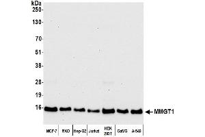 Western Blotting (WB) image for anti-Membrane Magnesium Transporter 1 (MMGT1) (AA 81-131) antibody (ABIN7452827)