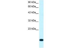 RPS16 antibody (20R-1082) used at 0.