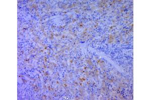 Paraformaldehyde-fixed, paraffin embedded rat spleen, Antigen retrieval by boiling in sodium citrate buffer (pH6.