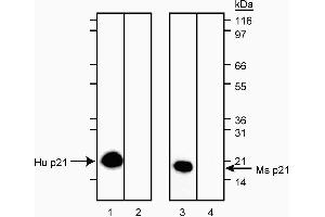 Western blot analysis of p21 in human and mouse. (p21 anticorps)