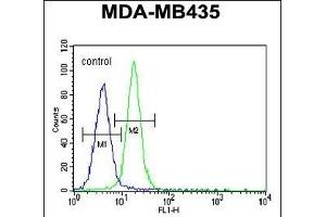 LIN28 Antibody (ABIN655496 and ABIN2845014) flow cytometric analysis of MDA-M cells (right histogram) compared to a negative control cell (left histogram). (LIN28A anticorps)