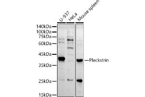 Western blot analysis of extracts of various cell lines, using Pleckstrin antibody (ABIN7269409) at 1:500 dilution. (Pleckstrin anticorps)