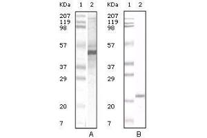 Western Blot showing Apoa5 antibody used against human serum (A) and Apoa5 recombinant protein (B). (APOA5 anticorps)