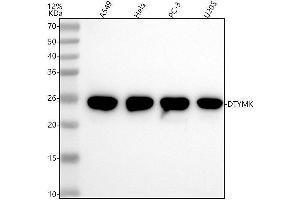Western blot analysis of DTYMK using anti-DTYMK antibody (ABIN7604684).