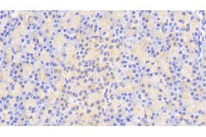 Detection of ATG16L1 in Human Pancreas Tissue using Polyclonal Antibody to Autophagy Related Protein 16 Like Protein 1 (ATG16L1) (ATG16L1 anticorps  (AA 342-607))