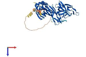 AlphaFold protein structure predicition of Human Recombinant RBPJ Protein, UniprotID Q06330
