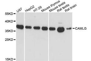 Western blot analysis of extracts of various cell lines, using CAMLG antibody. (CAMLG anticorps  (AA 1-190))