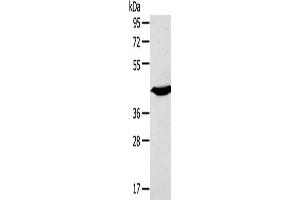 Gel: 8 % SDS-PAGE, Lysate: 40 μg, Lane: Mouse heart tissue, Primary antibody: ABIN7191189(KCNK3 Antibody) at dilution 1/200, Secondary antibody: Goat anti rabbit IgG at 1/8000 dilution, Exposure time: 10 seconds (KCNK3 anticorps)